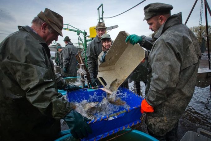 Ловля рыбы в Чехии