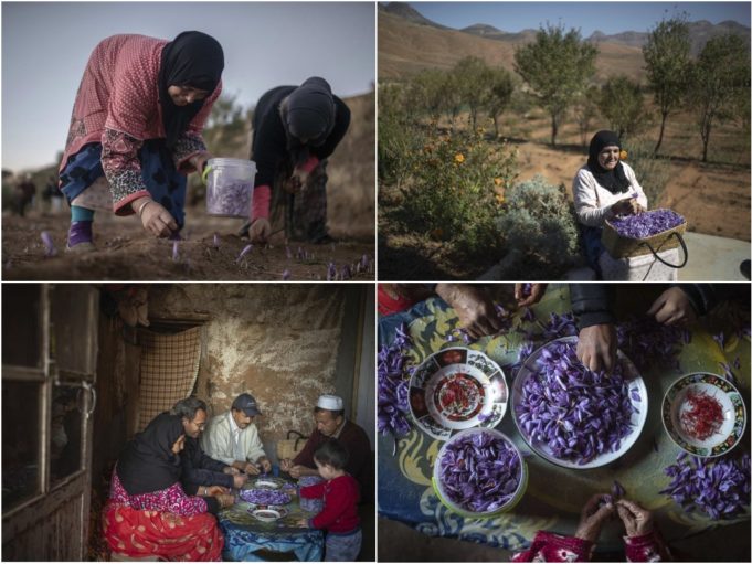 Сбор шафрана в Марокко